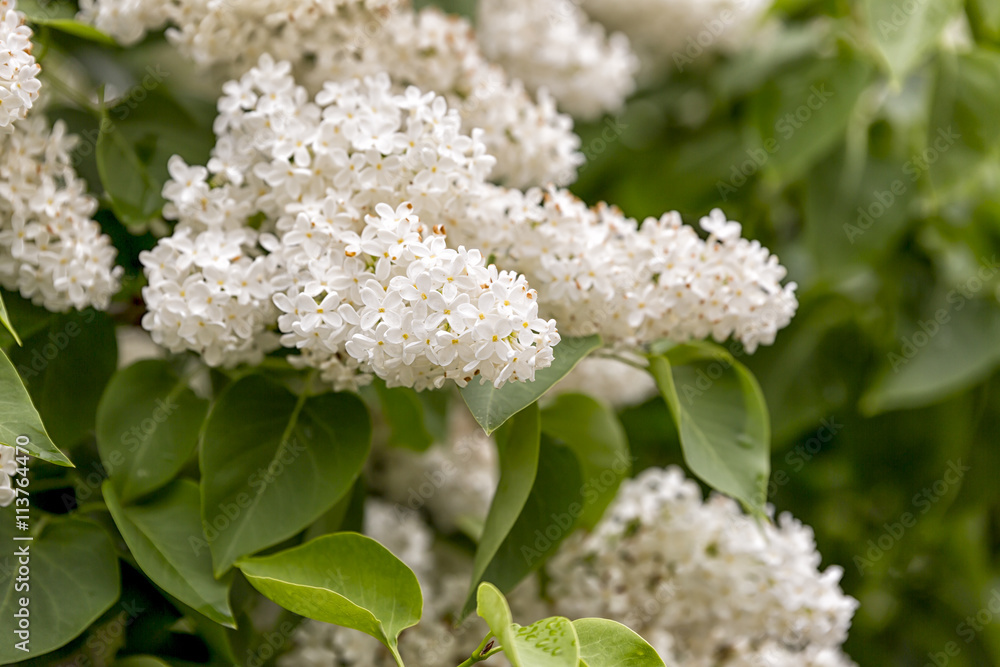 Syringa vulgaris Close Up Syringa vulgaris Close Up