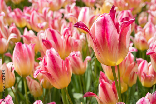 Fototapeta Naklejka Na Ścianę i Meble -  mehrblütige Tulpe (Tricolette)