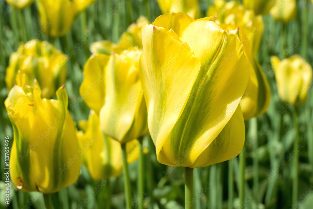 Viridiflora Tulpe (Yellow Springgreen) Viridiflora Tulpe (Yellow Springgreen)