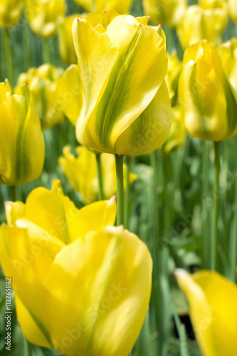 Fototapeta Naklejka Na Ścianę i Meble -  Viridiflora Tulpe (Yellow Springgreen)