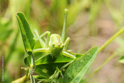 Grasshopper