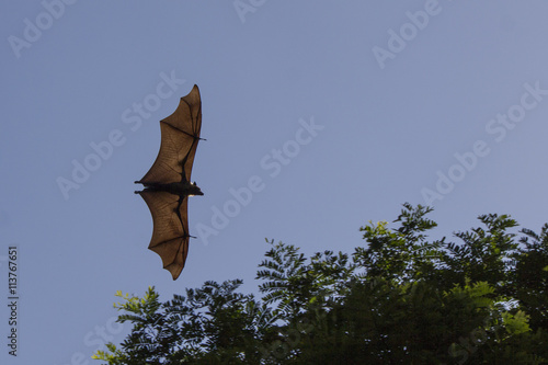 flying fox photo