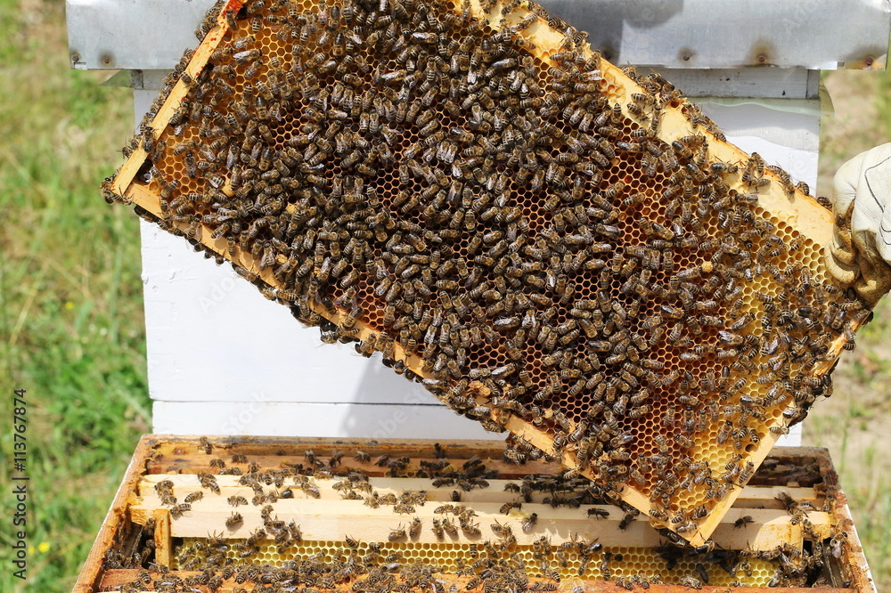 Beekeeper is working with bees and beehives on apiary Beekeeper is working with bees and beehives on apiary
