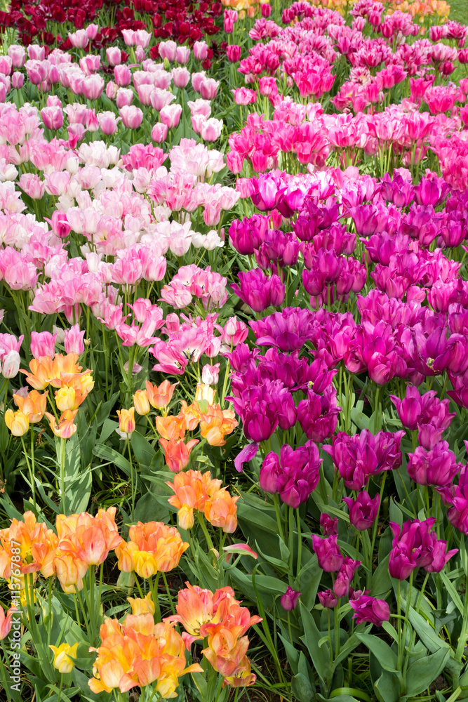 bunte Tulpen in den Niederlanden