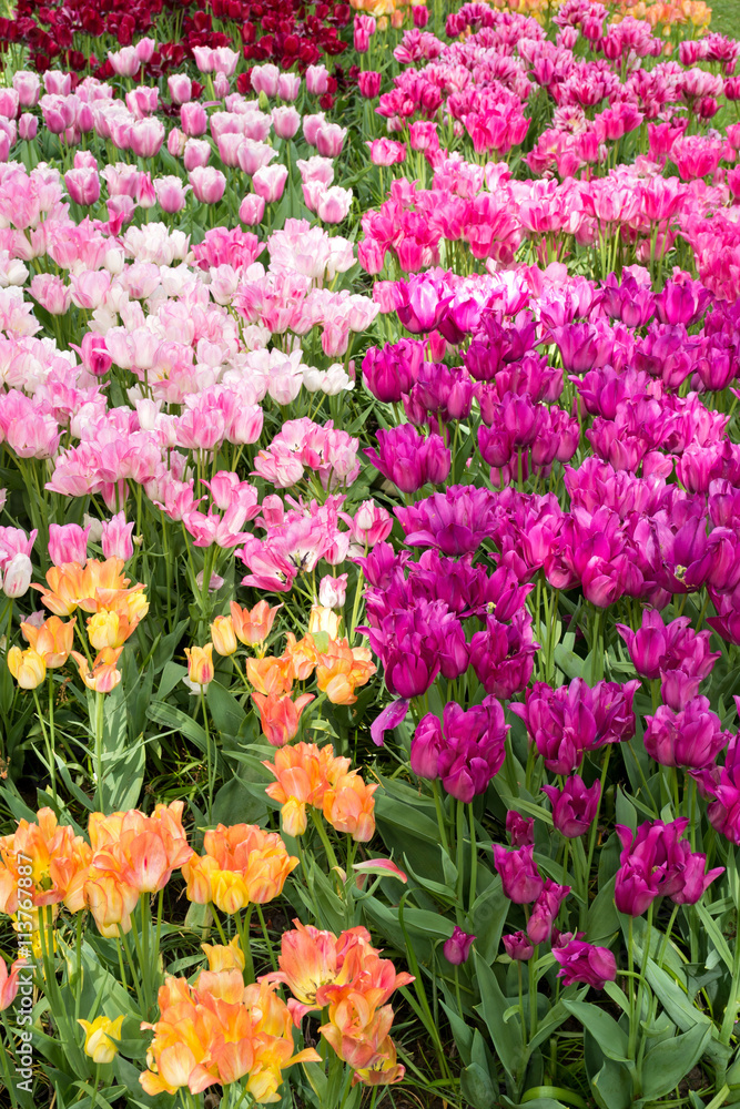 bunte Tulpen in den Niederlanden bunte Tulpen in den Niederlanden