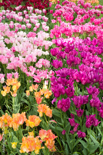 bunte Tulpen in den Niederlanden