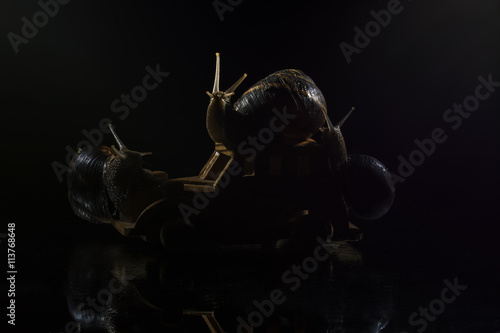 Snails silhouette  photo