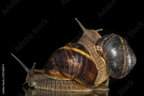Snails on black background