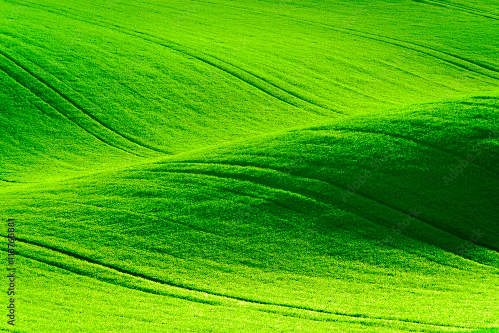 Naklejka premium Green wavy hills in South Moravia