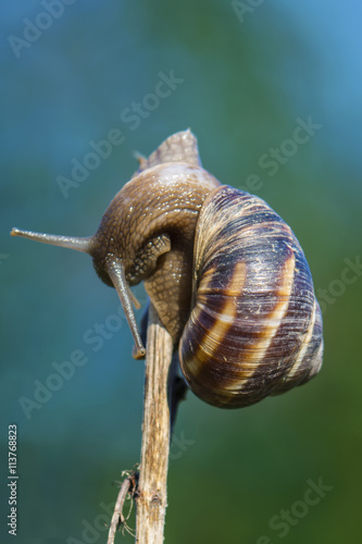 Snail on twig 