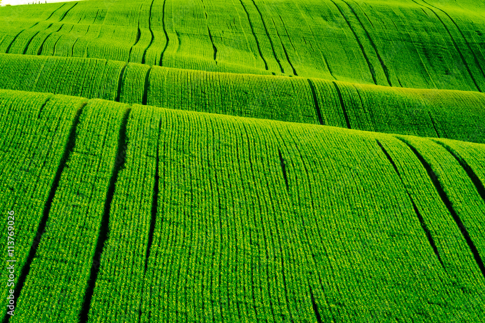 Green wavy hills in South Moravia Green wavy hills in South Moravia