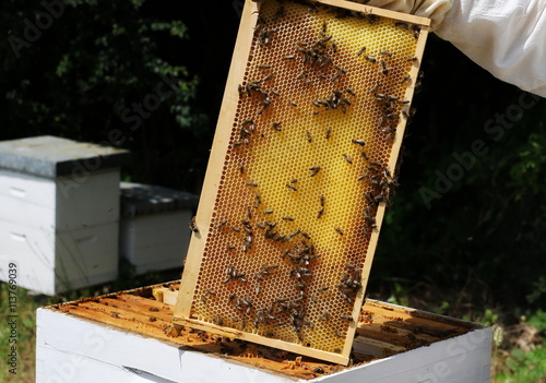 Beekeeper is working with bees and beehives on apiary