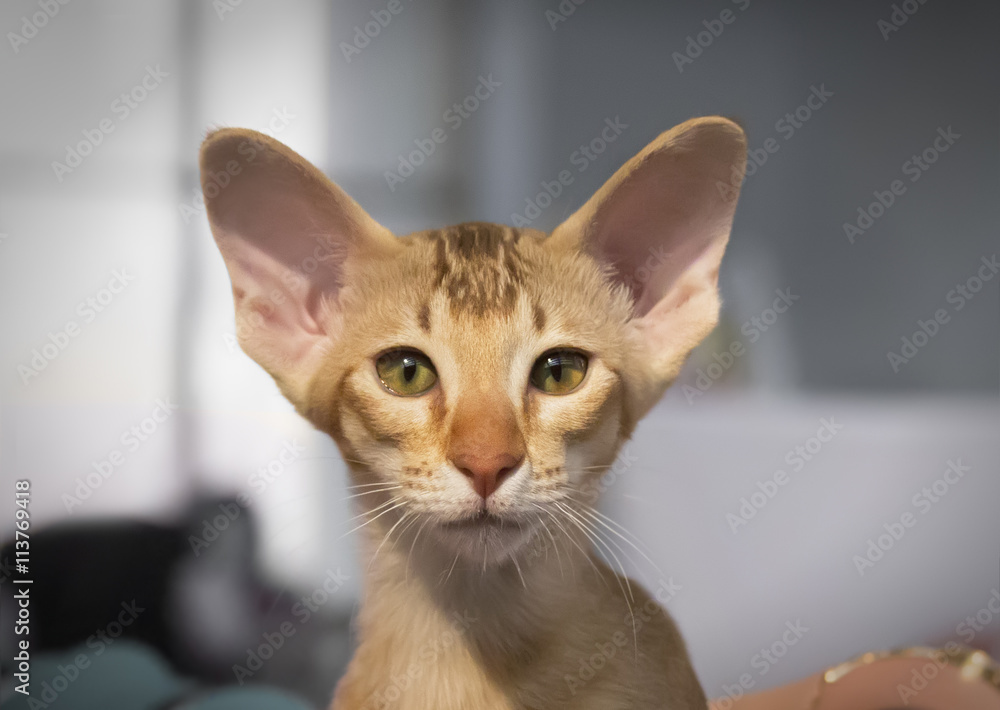 Kitten Oriental breed