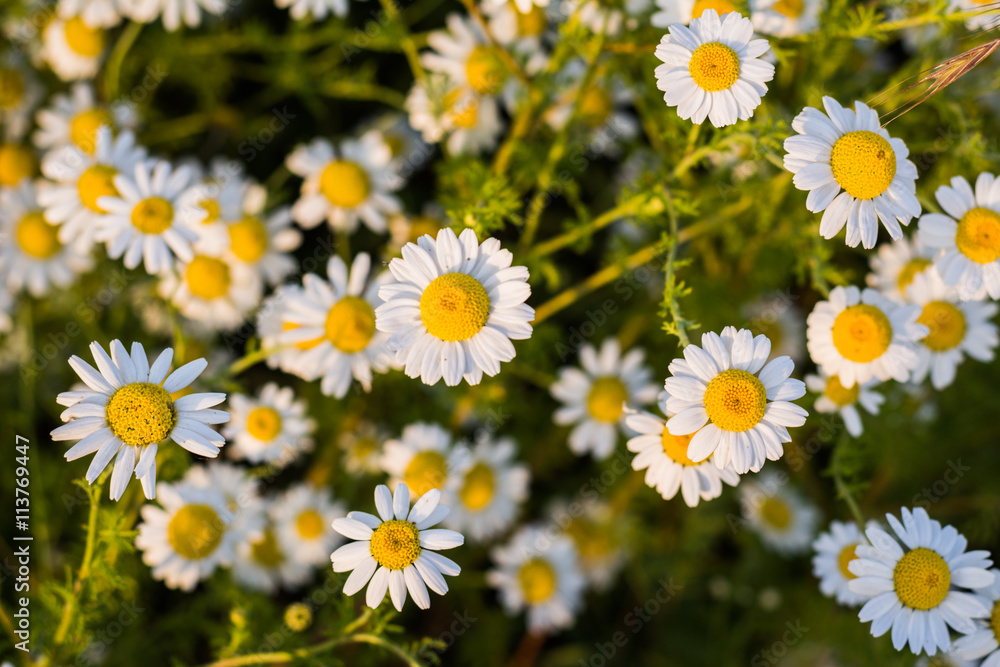 Blossom Daisy White yellow flowers background Blossom Daisy White yellow flowers background