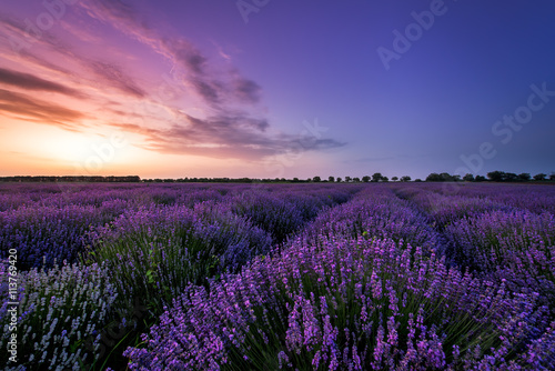 Beautiful image of lavender field Summer sunset. © vrstudio