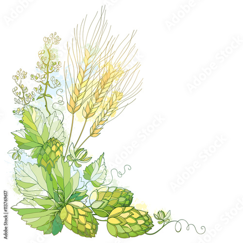Vector stem with ornate Hops and barley ears. Barley, leaves and hops in pastel isolated on white. Contour Hops and barley for beer and brewery decor. Beer elements in contour style for brewery design