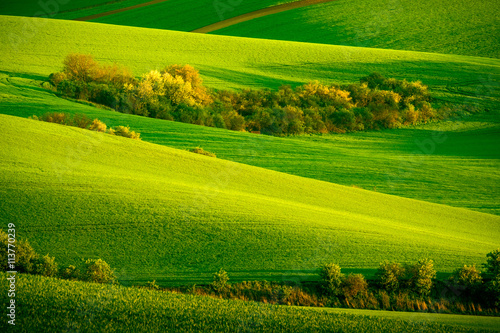 Tableau sur toile Green wavy hills in South Moravia