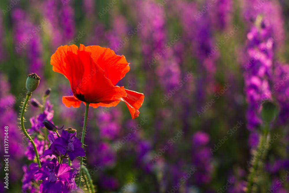 Fototapeta premium Czerwone maki w polu fioletowych kwiatów o zachodzie słońca