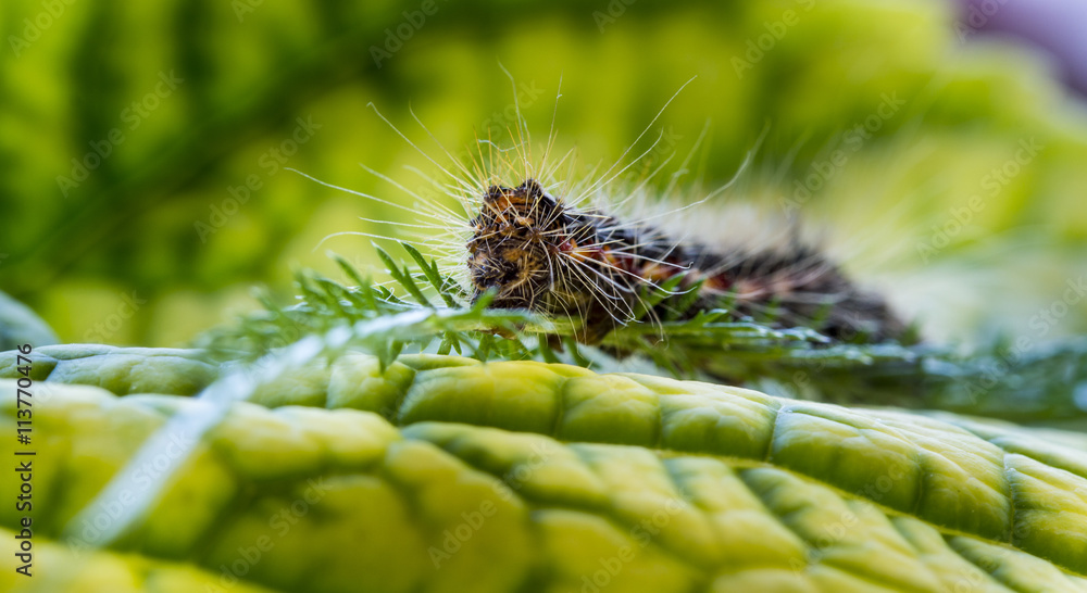 Fototapeta premium Caterpillar on green leaf close up macro