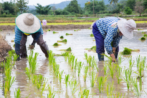 Asian Farmer rice green plant at work
