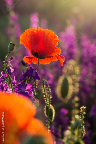 Red poppies in a field of violet flowers at sunset