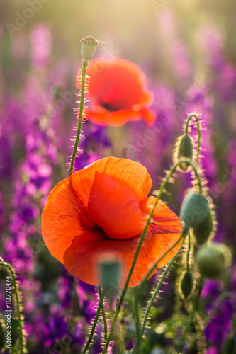 Red poppies in a field of violet flowers at sunset