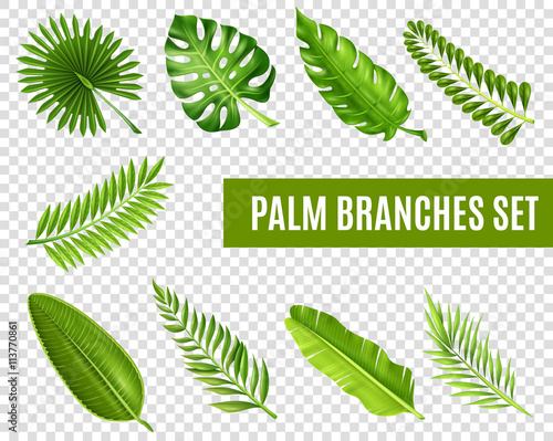 Palm Tree Branches Set