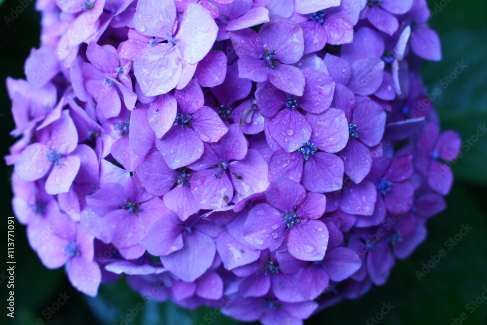 雨と紫陽花２