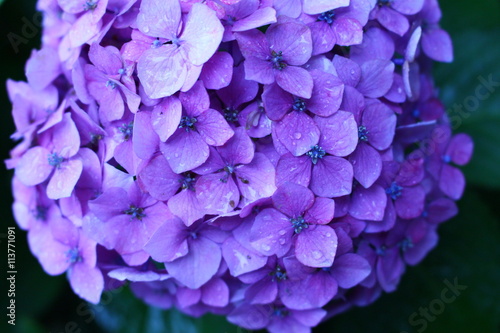 雨と紫陽花２ © okimik