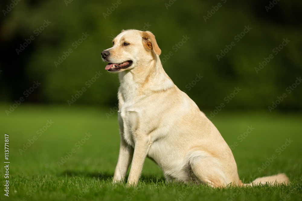 Labrador Retriever Dog