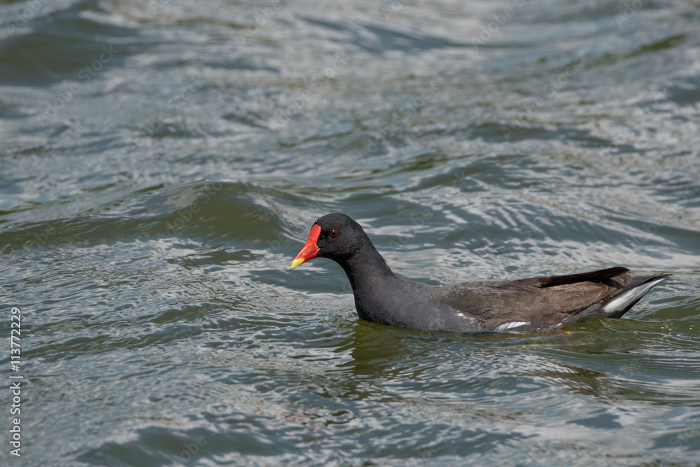 Common moorhen or Gallinula chloropus