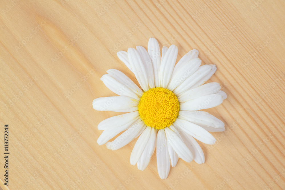 Obraz premium Beautiful Daisy flower lies on a wooden Board with texture
