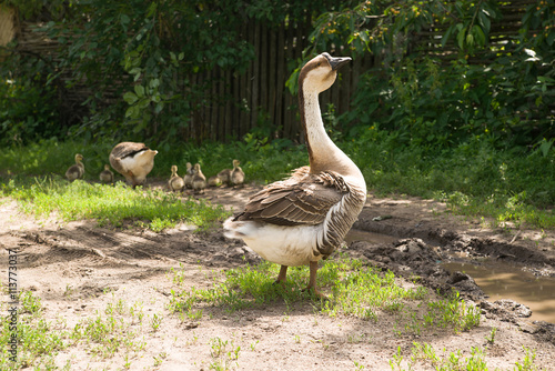 A goose with goslings on the grass