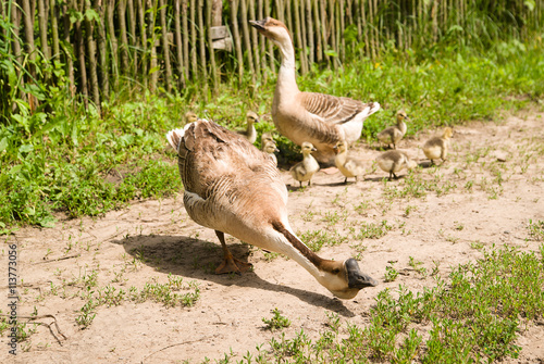 Two geese and goslings on the grass