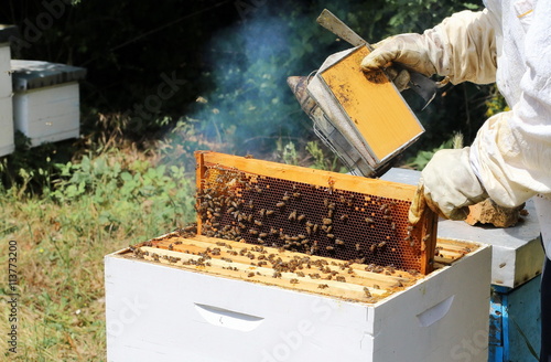Beekeeper is working with bees and beehives on apiary