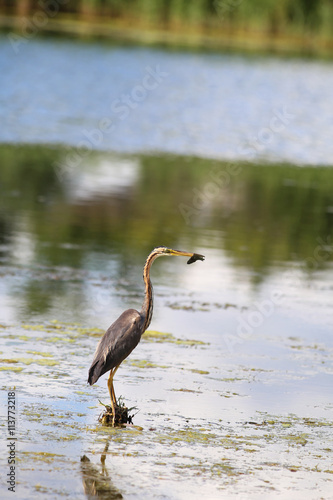 Grey Heron with prey standing on a plant roots