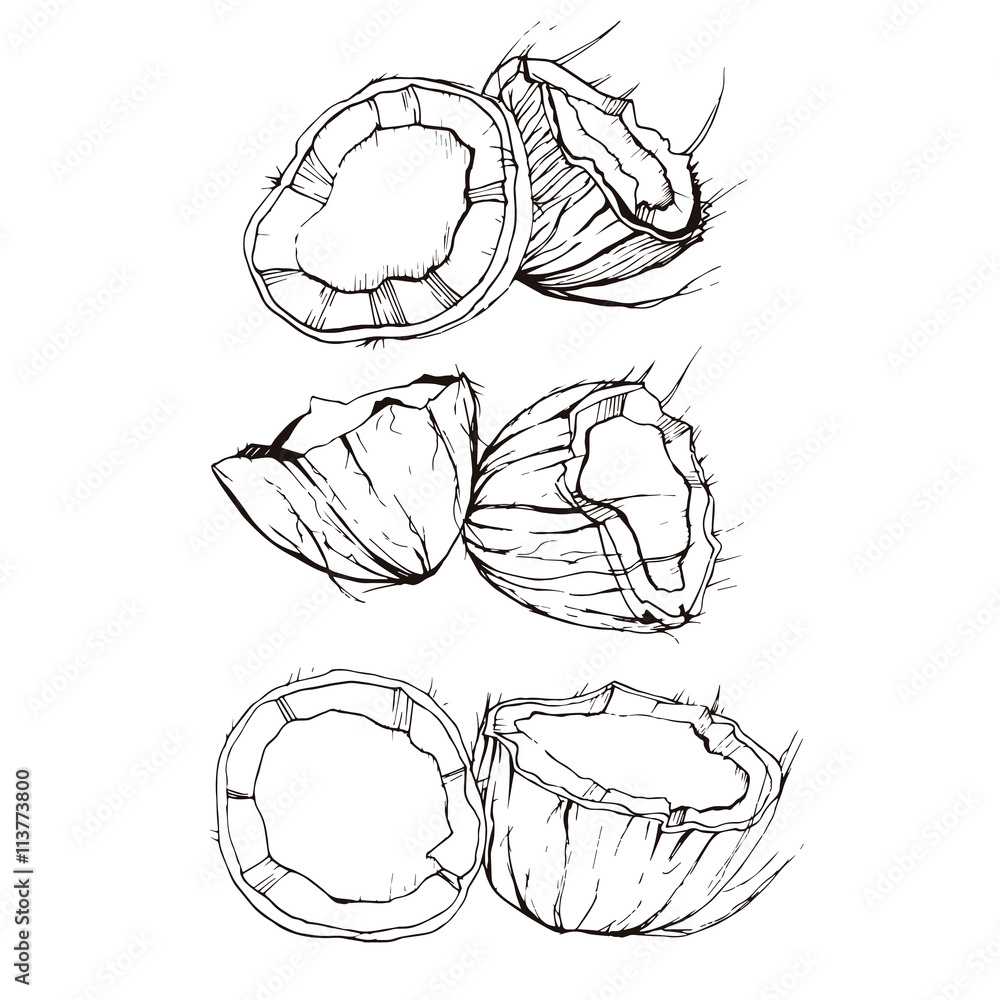 coconut hand drawn 3 coconut hand drawn 3