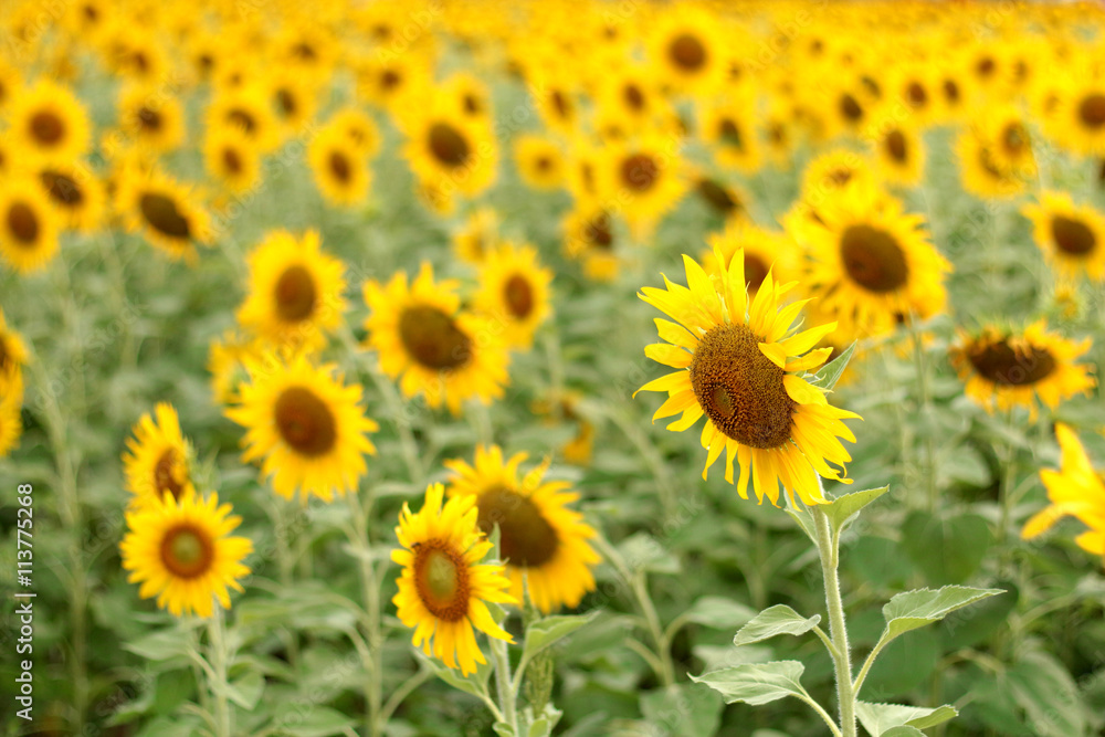 Sunflower in the evening 