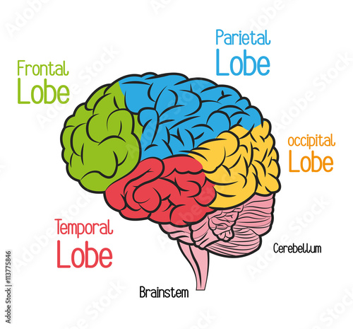 Brain design. organ icon. Flat illustration, vector graphic