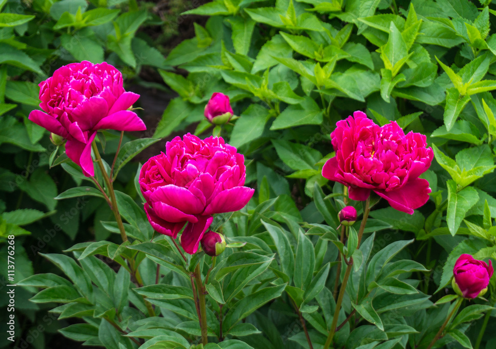 three dark pinkish red peonies with four buds against green foliage
