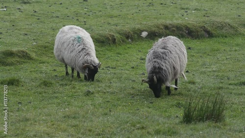 Irish Sheep