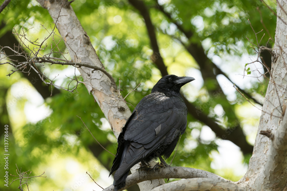 Raven standing in lush green trees looking