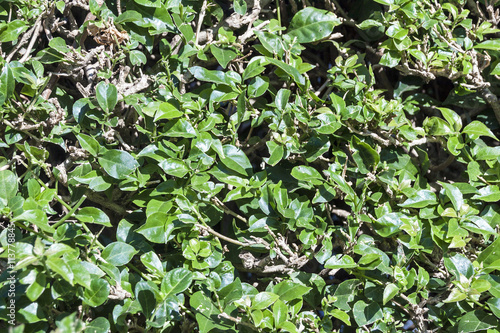 Background of Trimmed Hedge Green Leaves