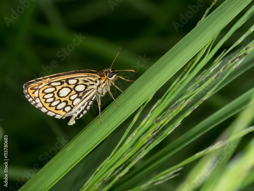Large chequered skipper butterfly, female with eggs on grass background