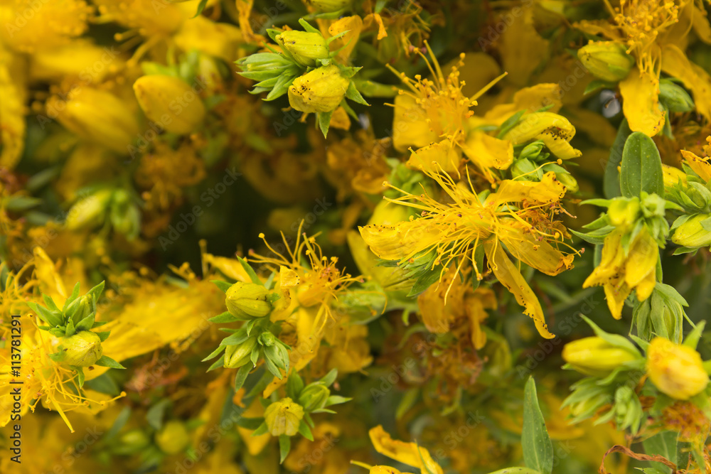 St. John's Wort Flowers Closeup St. John's Wort Flowers Closeup