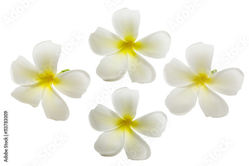 beautiful White plumeria rubra flower isolated on White background 