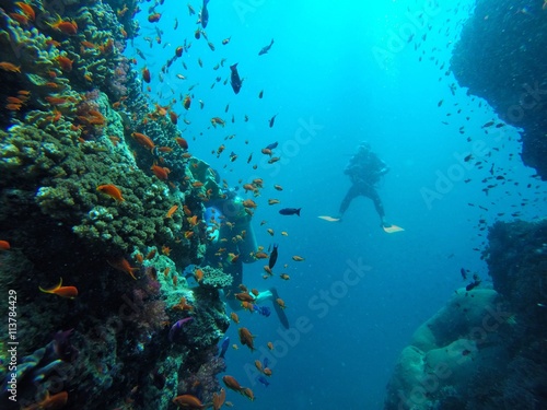 Fototapeta Naklejka Na Ścianę i Meble -  scuba diver in South Pacific
