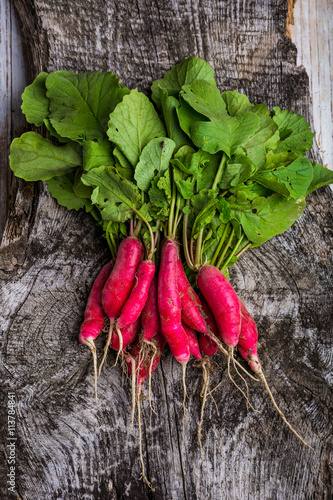 Radishes freshly pulled from the ground