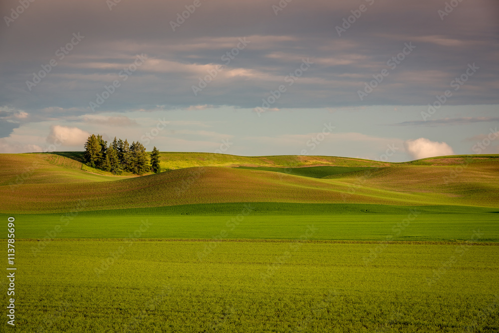 Colorfull spring crops of the Palouse Country