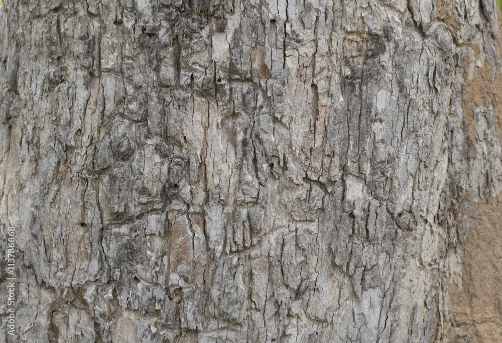 bark tree texture background wallpaper pattern wooden detail brown old dry bark tree texture background wallpaper pattern wooden detail brown old dry